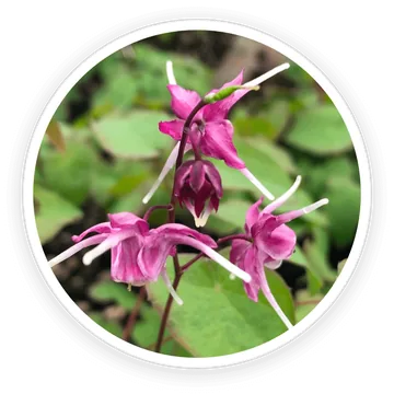 Epimedium and tribulus terrestris